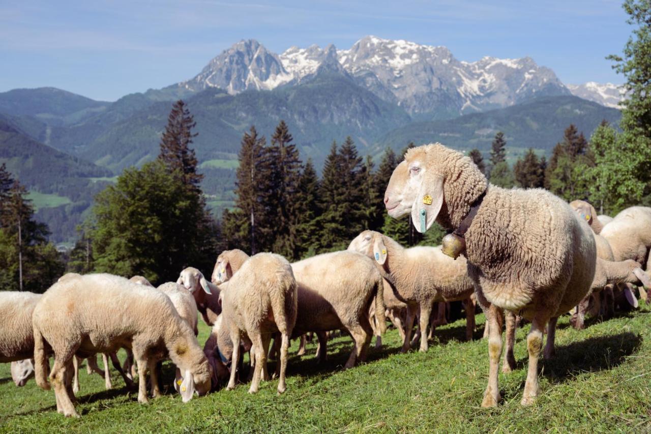 Familienbauernhof Samerhof Pfarrwerfen Dış mekan fotoğraf